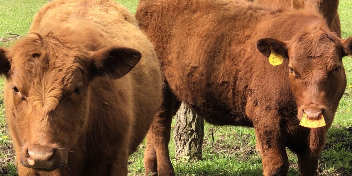 Red Angus cattle at Lehning Farms