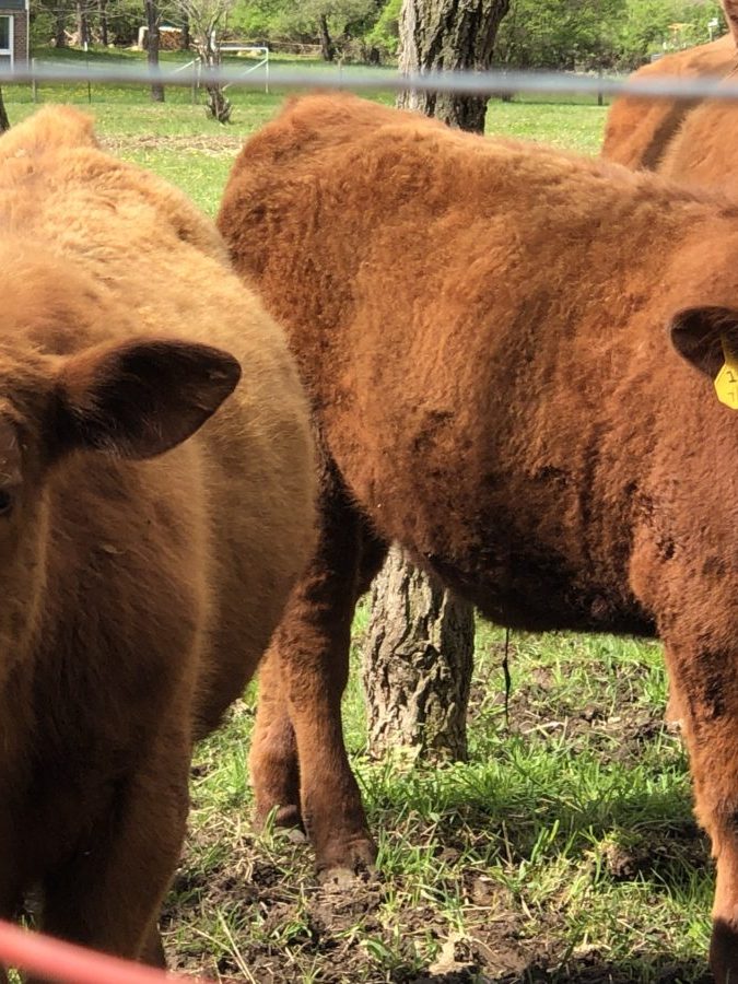 Red Angus cattle at Lehning Farms