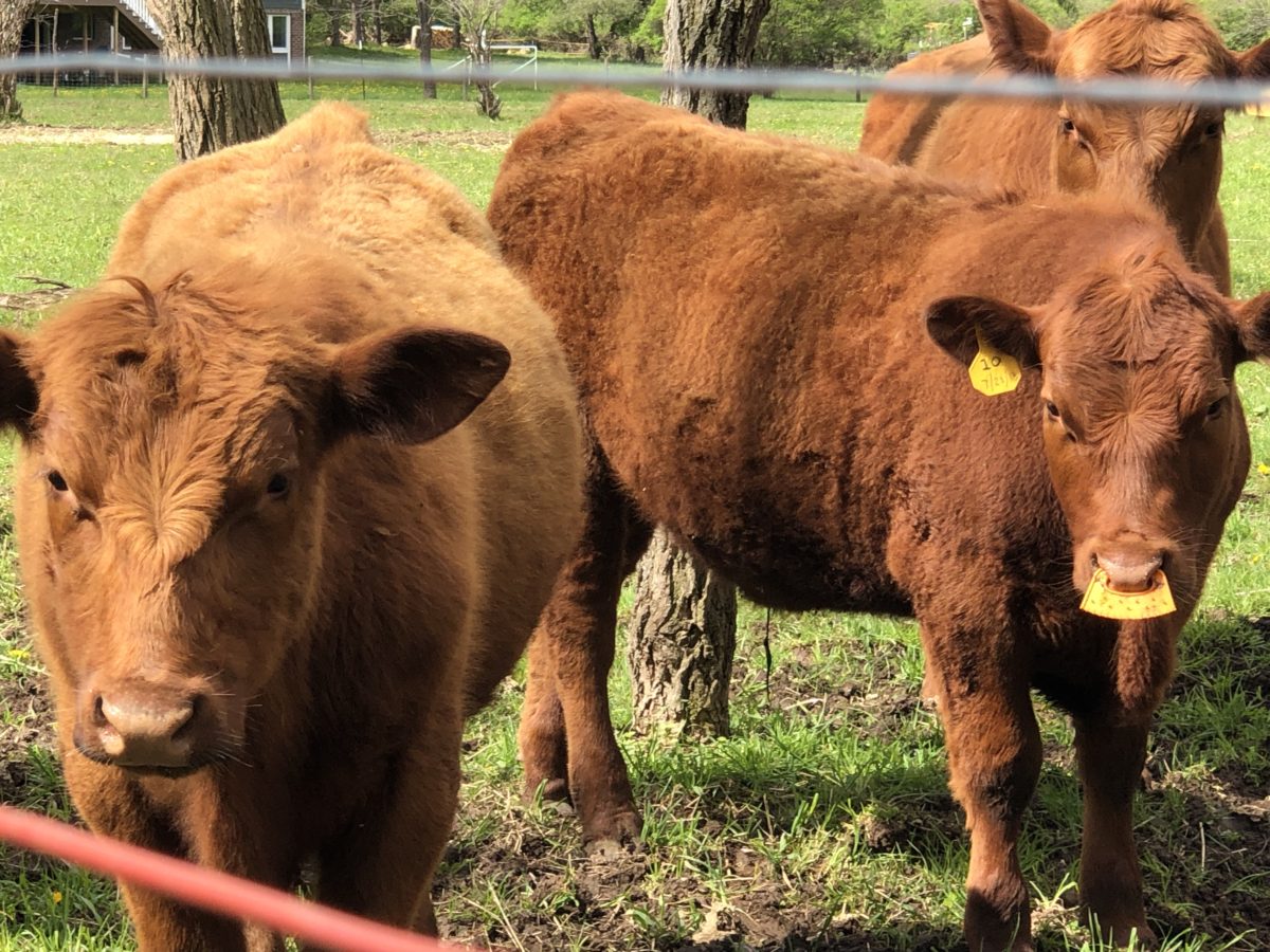 Red Angus cattle at Lehning Farms